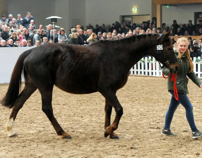 Vier ton omzet op Rüter-veiling; 13.000 euro voor 20-jarige Florestan I-merrie featured image