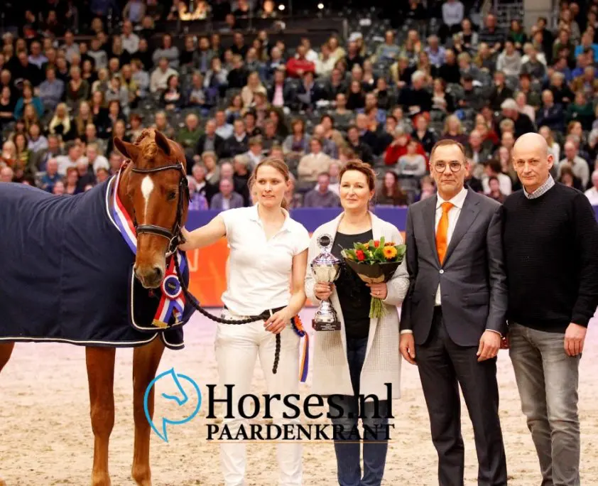Habanna-zoon kampioen Gelders paard featured image