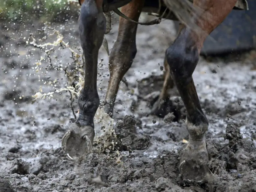 Paard verdronken door hoge waterstand in de Maas featured image