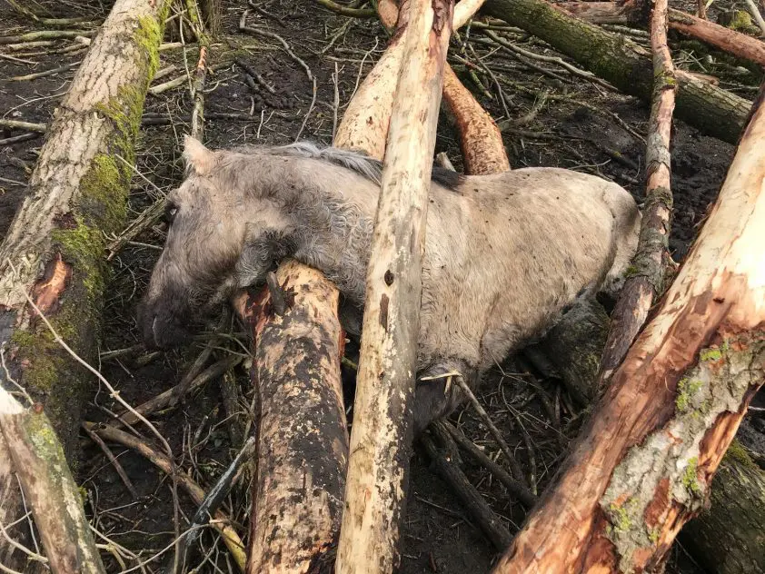 Hans Peter Minderhoud: ‘Het is verschrikkelijk wat je in de Oostvaardersplassen ziet’ featured image