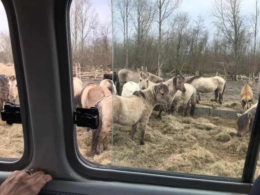 Jan Greve vandaag in Oostvaardersplassen featured image