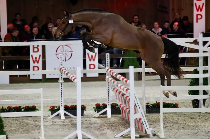 Pegase van ’t Ruytershof levert twee kampioenen uit eerste jaargang featured image