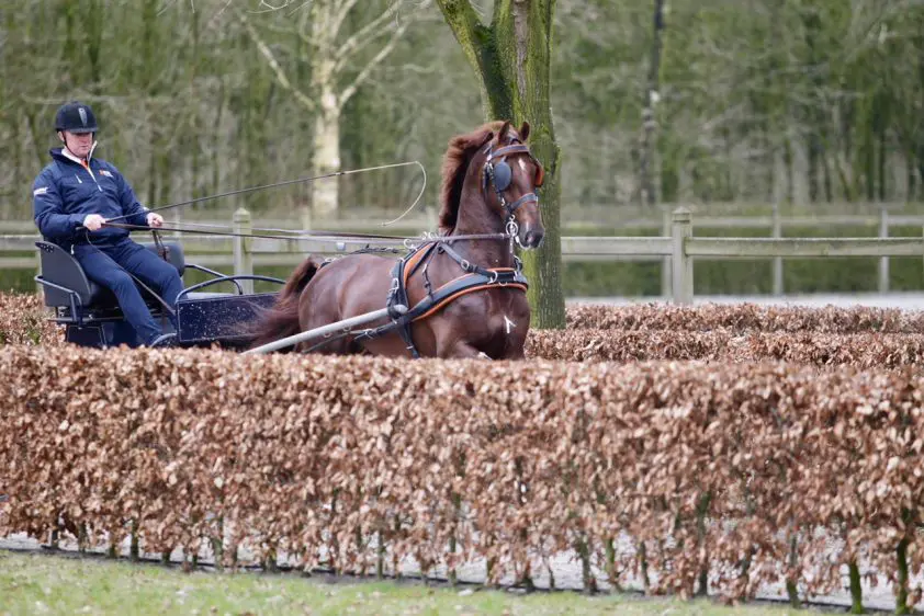 Vier TP-hengsten door in verrichtingsonderzoek featured image