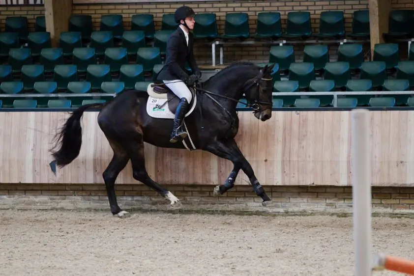 Drie driejarige springhengsten naar huis featured image