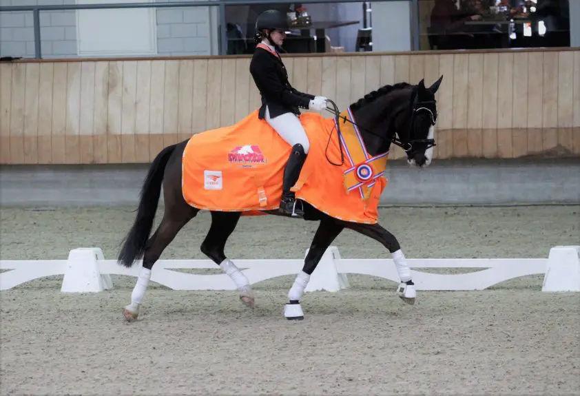 KNHS kampioenen pony’s L2, Z1 en Z2 bekend featured image