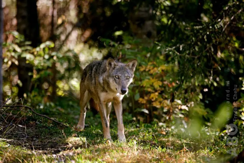 Veulen Hasselt niet door wolf gedood featured image