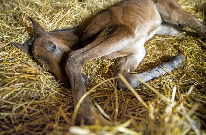 Nederlandse dierenartsen niet bekend met Warmblood Fragile Foal Syndrome featured image