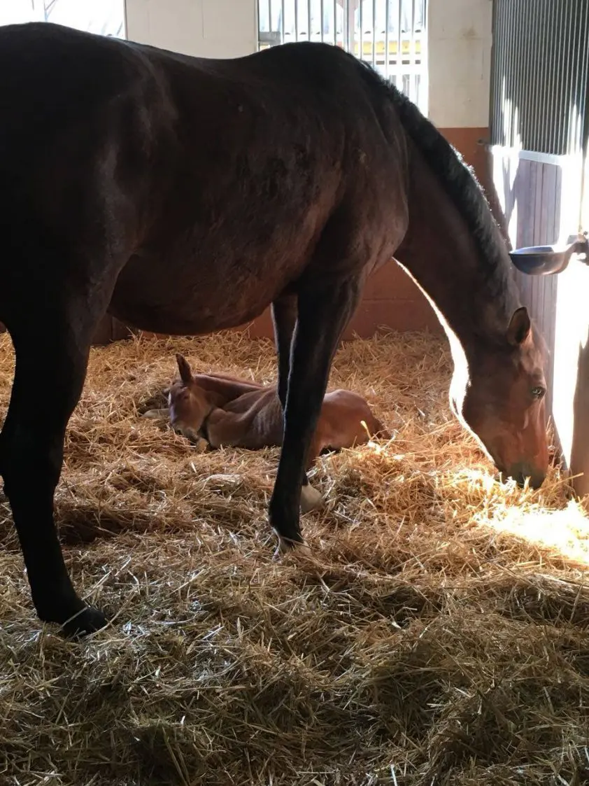 Dorothee Schneider heeft wel een veulen van Sissy-hengst featured image