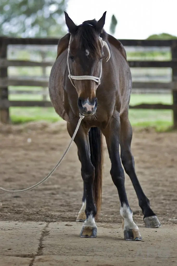 € 46.000,- via crowdfunding voor Manege Lelystad featured image