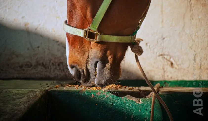 Holsteinse hengst Charaktervoll moet verrichtingsonderzoek opnieuw doen na positieve dopingtest featured image