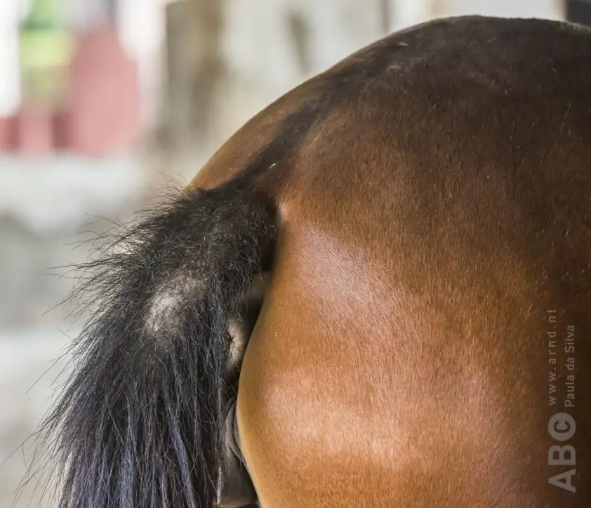 Koop dressuurpaard ongedaan gemaakt wegens zomereczeem featured image