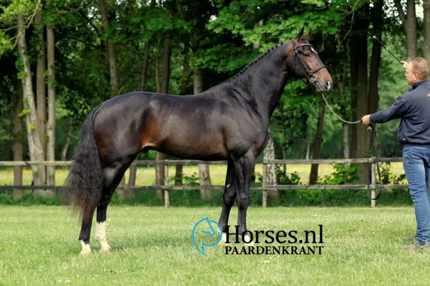 Westfalen keurt Kensington ES en Connect goed featured image