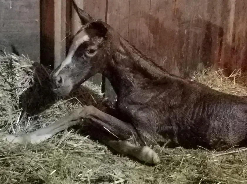 Column Rick Helmink: Verstandig featured image