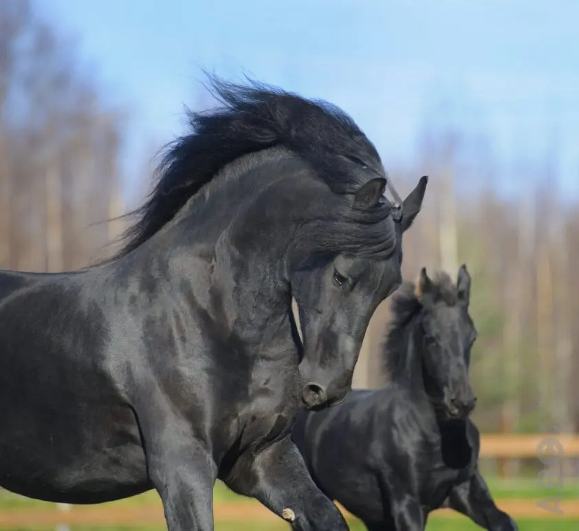 Kantelpunt voor het Friese paard? featured image