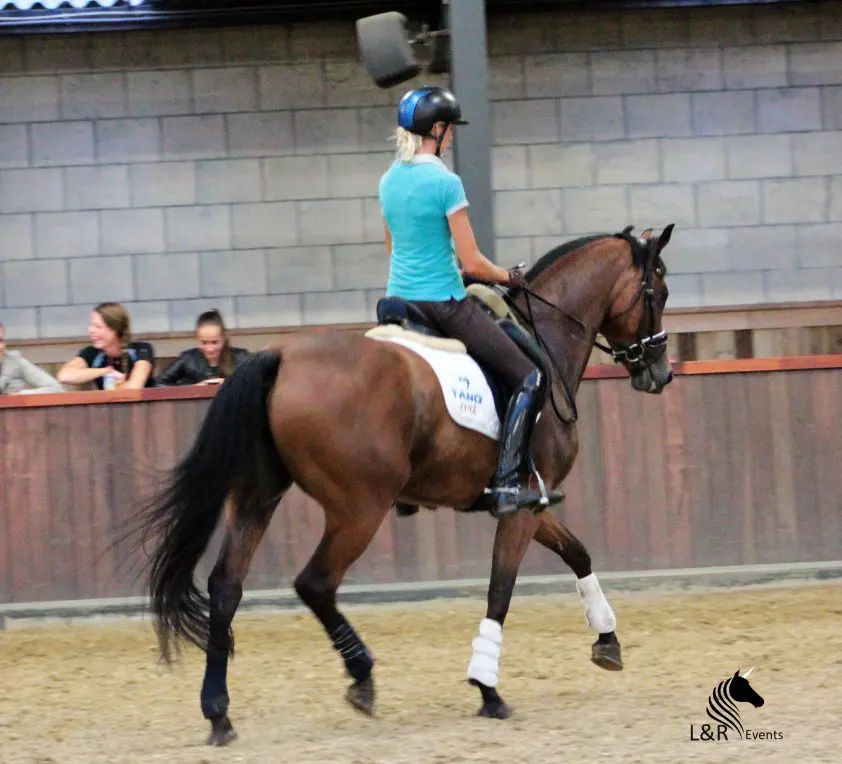 Hoogste punten voor Spielberg-dochter op thuiskeuring featured image