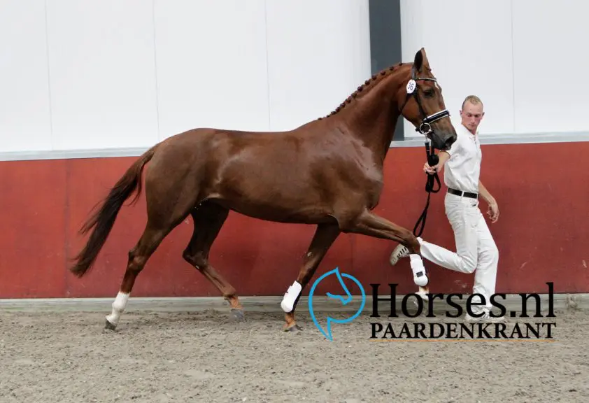 Bijna alle merries ster op SK Kootwijkerbroek featured image