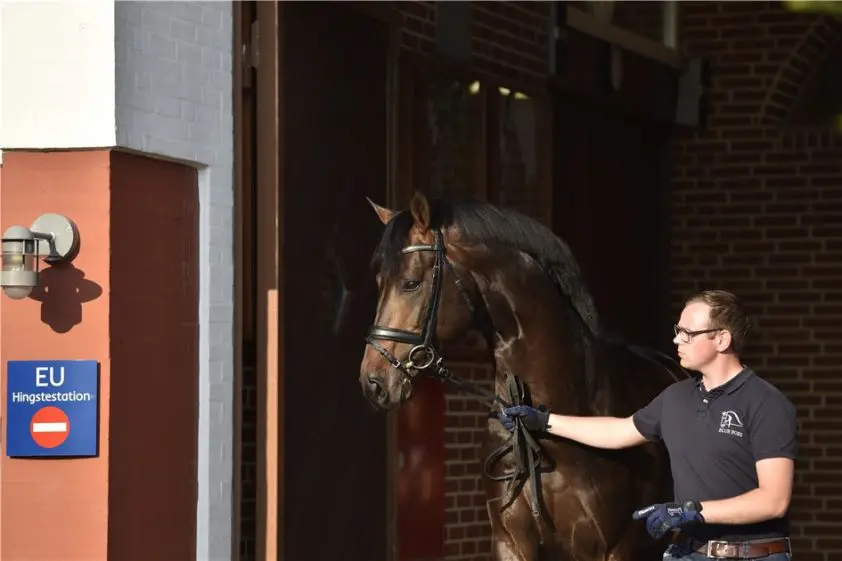 Drie WFFS-dragers van Blue Hors terug in de fokkerij featured image