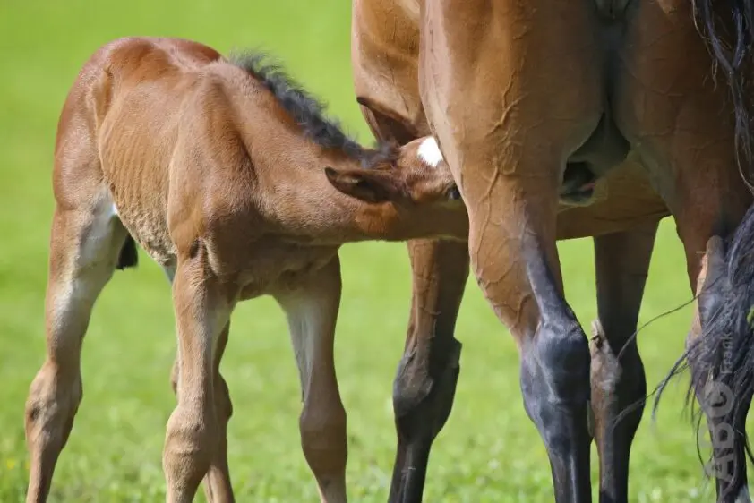 Wie is de fokker van een paard? WBFSH stelt nieuwe definitie voor featured image