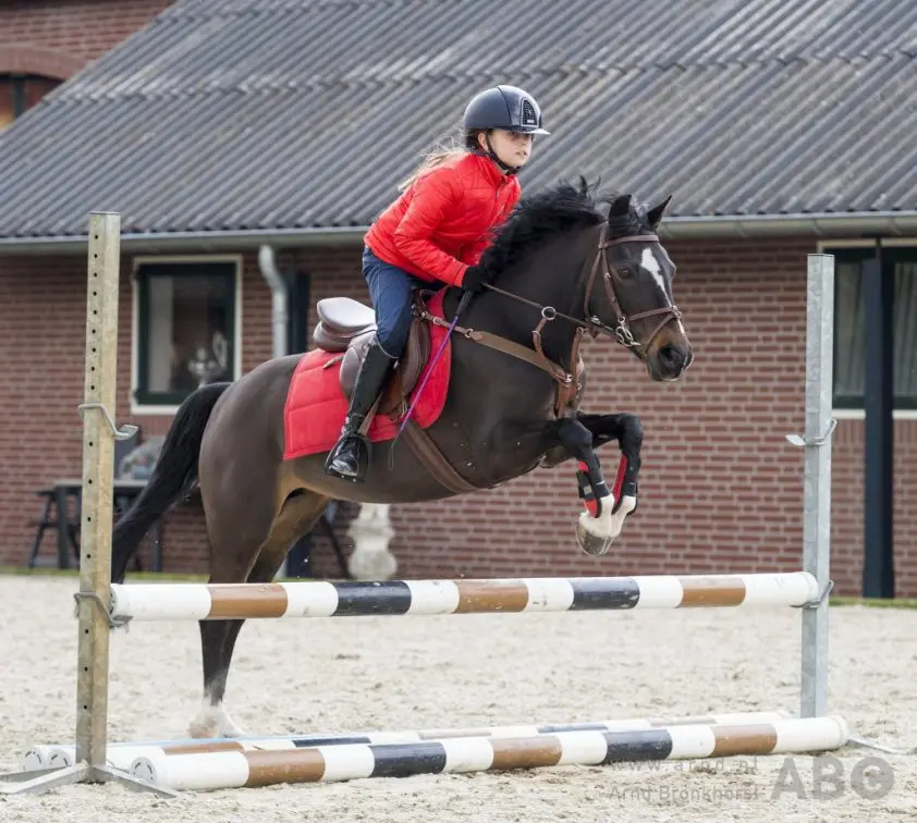 Ava Eden van Grunsven Brabants (reserve-)kampioen featured image