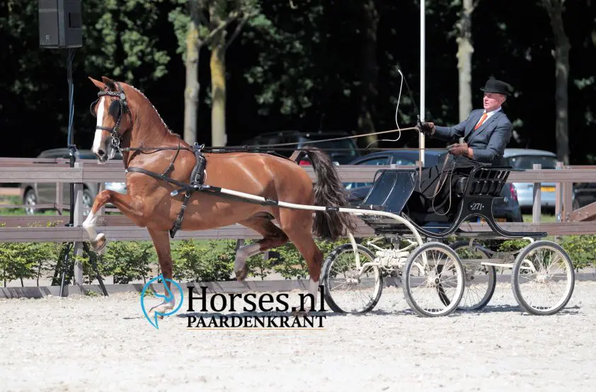 Afscheid van de sport voor Dendrini featured image