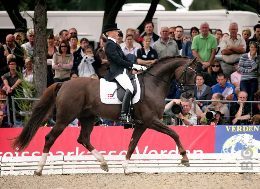 Skovens Rafael DWB-Hengst van het Jaar featured image