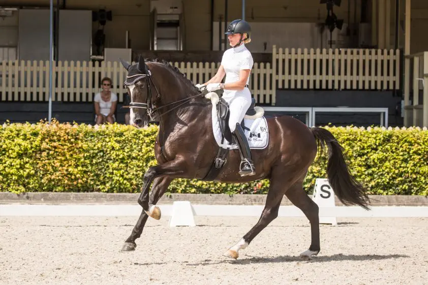 Twee Nederlandse podia in Waregem featured image