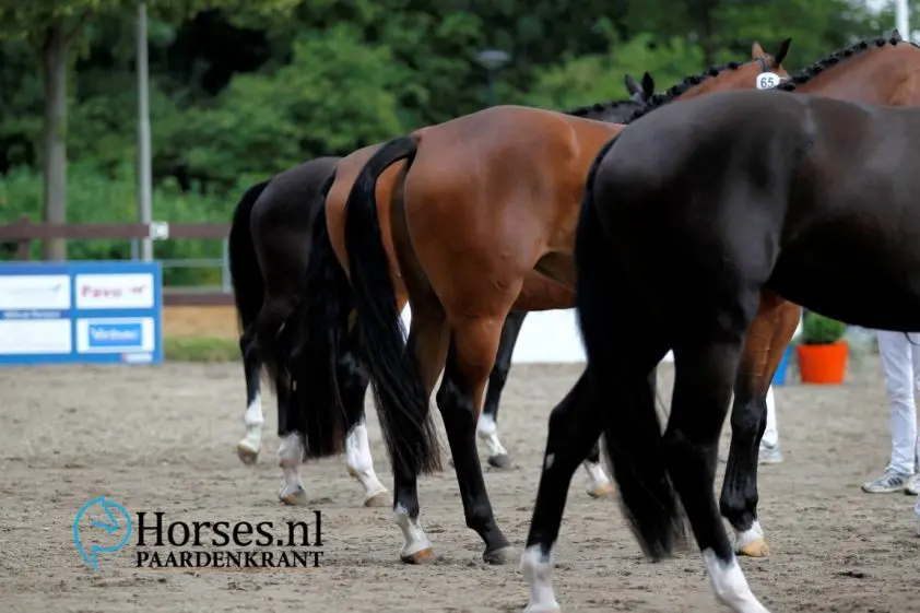 Vier merries alsnog ster verklaard na herkeuring featured image