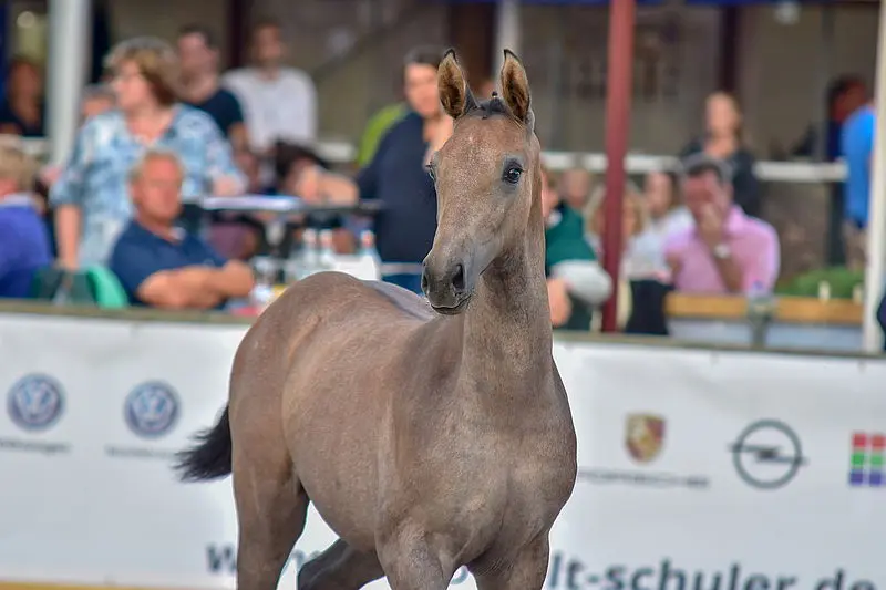 27.000 euro voor Big Star-dochter in Donaueschingen featured image