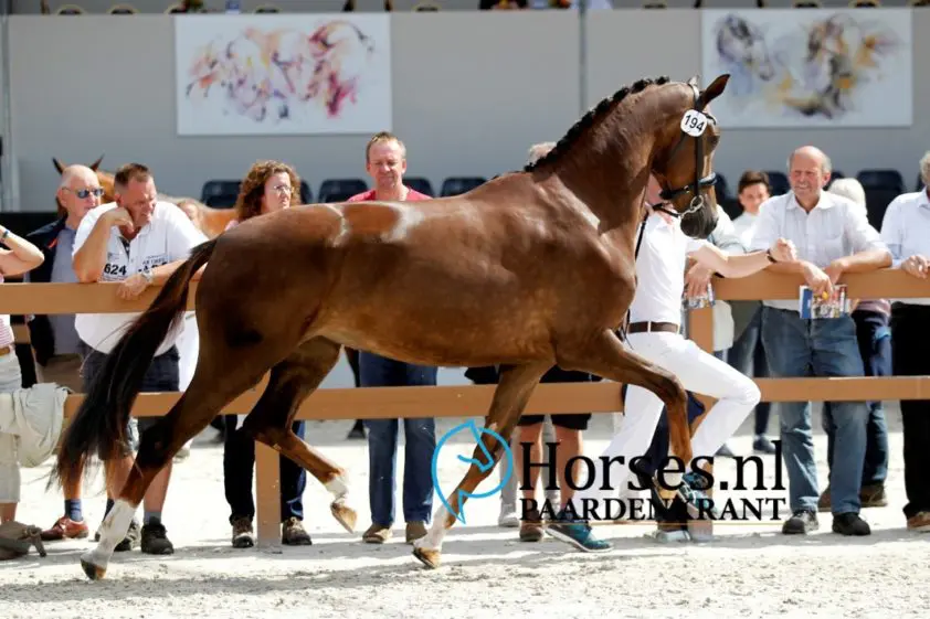 Twee keer 9,5 op IBOP Velddriel featured image