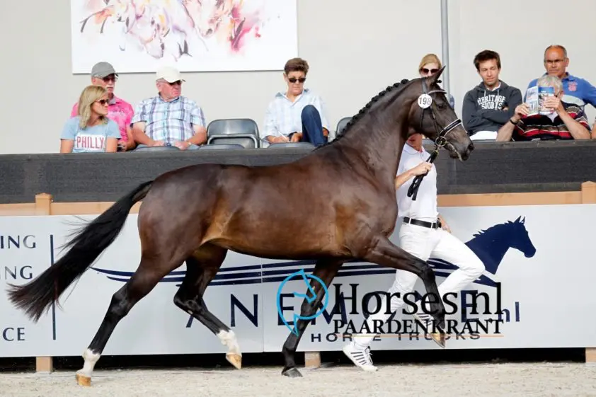NMK-finaliste Koco Linda naar 83,5 punten in IBOP België featured image