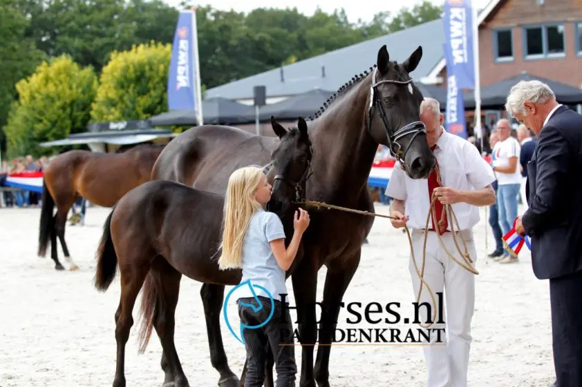 NVK-Kampioene Nina Ricci voor 37.000 euro naar Mercedes Verweij featured image