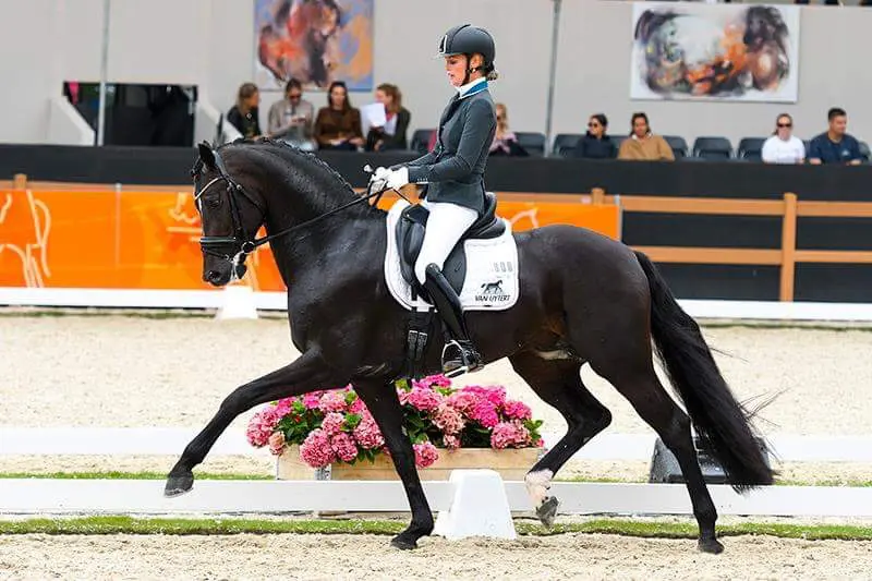 Just Wimphof voor het tweede jaar bovenaan in ranking vaderdieren dressuurveulens featured image