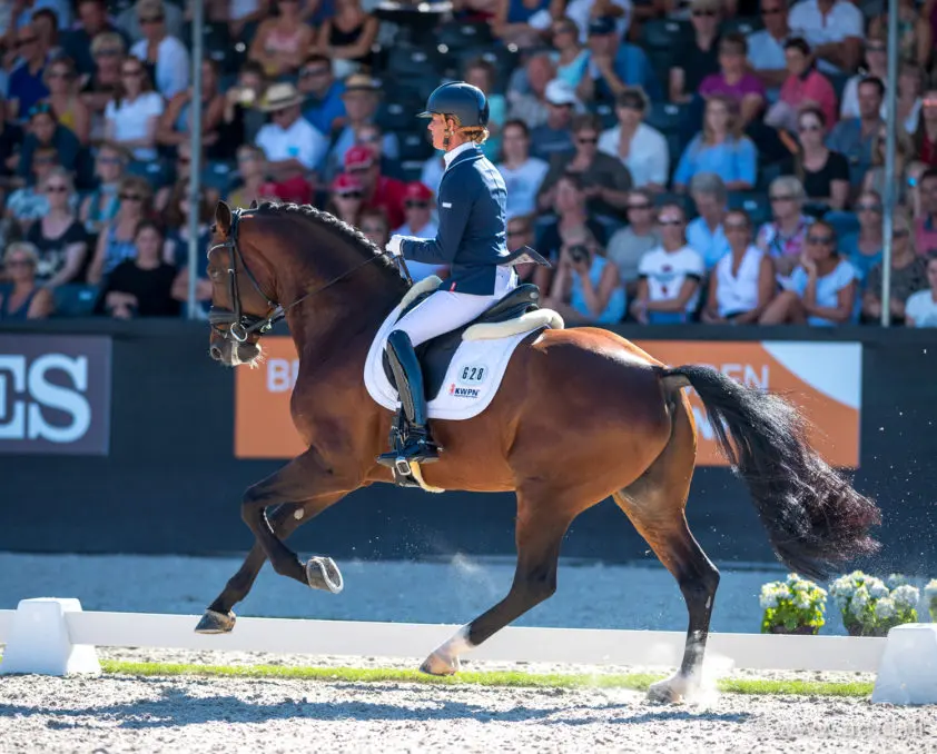 85,5 punten voor Henkie-dochter Ninkie in IBOP Gelders Paard featured image