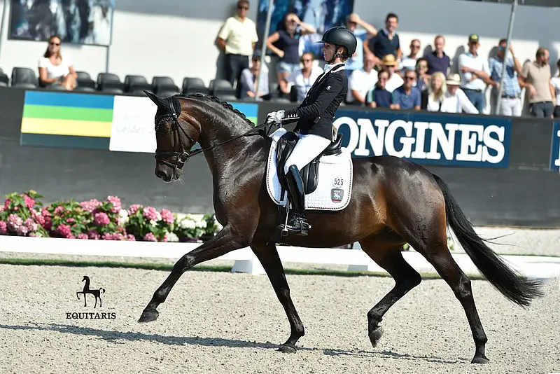 Langehanenberg: ‘Candy OLD een buitengewoon paard’ featured image