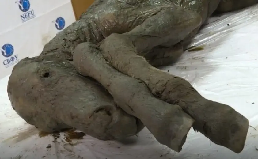 40.000 jaar oud veulen gevonden in permafrost featured image