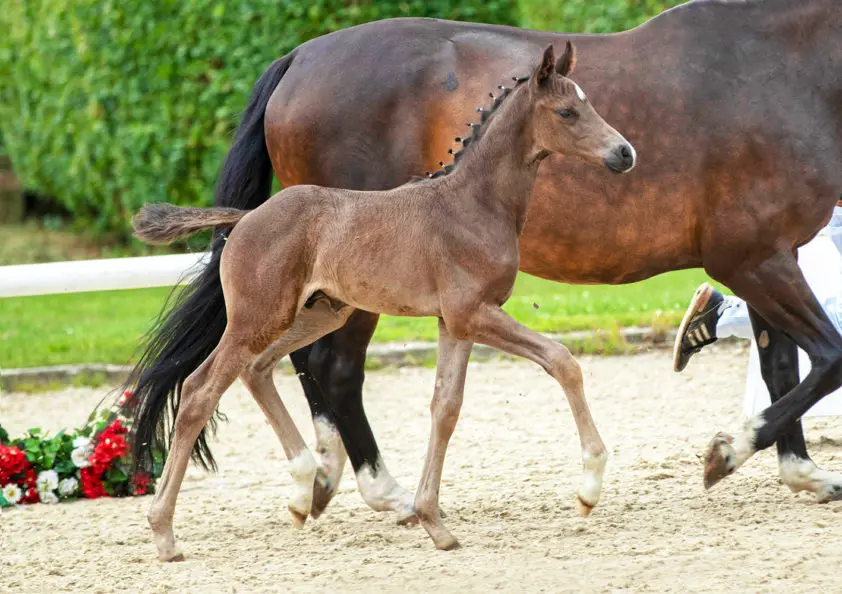 Gemiddeld dik 5.000 euro op Westfaalse onlineveiling featured image