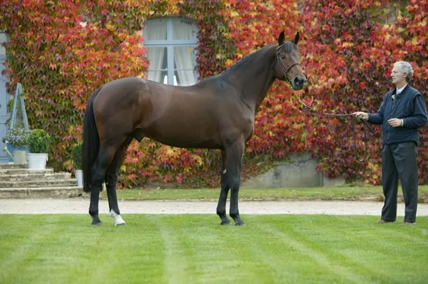 Grand Prix-hengst Alligator Fontaine overleden featured image
