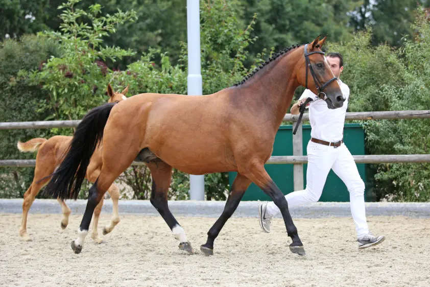 Drie fokmerries in SELL veulenveiling featured image