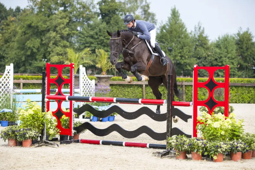 Vierjarige Blom Cup-winnaar Jub in Sale of the Rising Star featured image