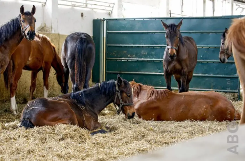 KNHS haalt € 2850,- op voor De Paardenkamp featured image