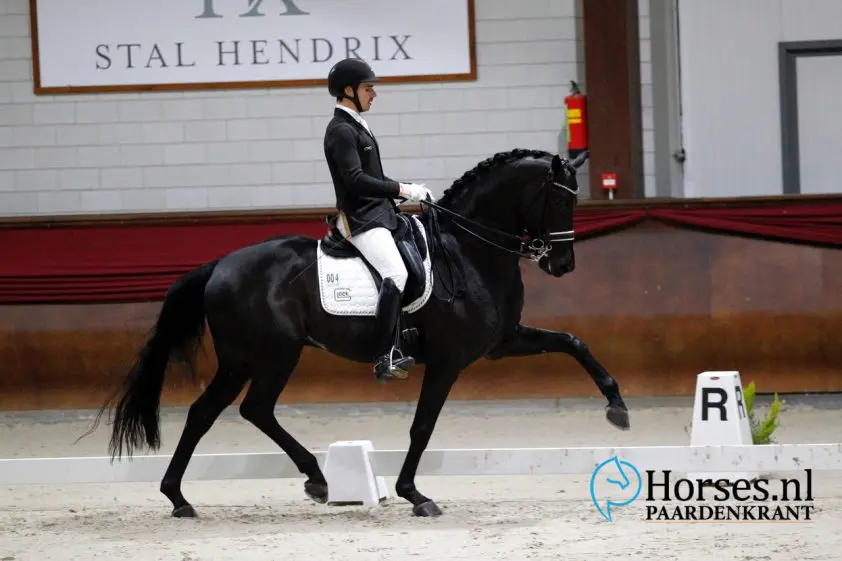 Glock’s Trafalgar niet naar Totilas-show op KWPN Hengstenkeuring featured image