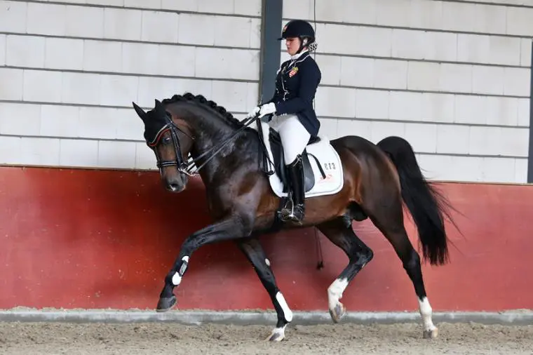 Niet alle hengsten aanwezig op tweede beoordeling NRPS-VO featured image