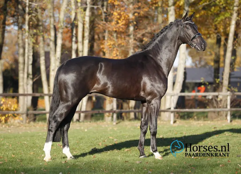 Herkeuringscommissie fluit dressuurcommissie voor de tweede keer terug featured image