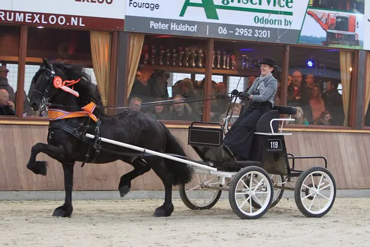 Leslie Agricola wint Hippiade Tuigpaarden Fries ras featured image