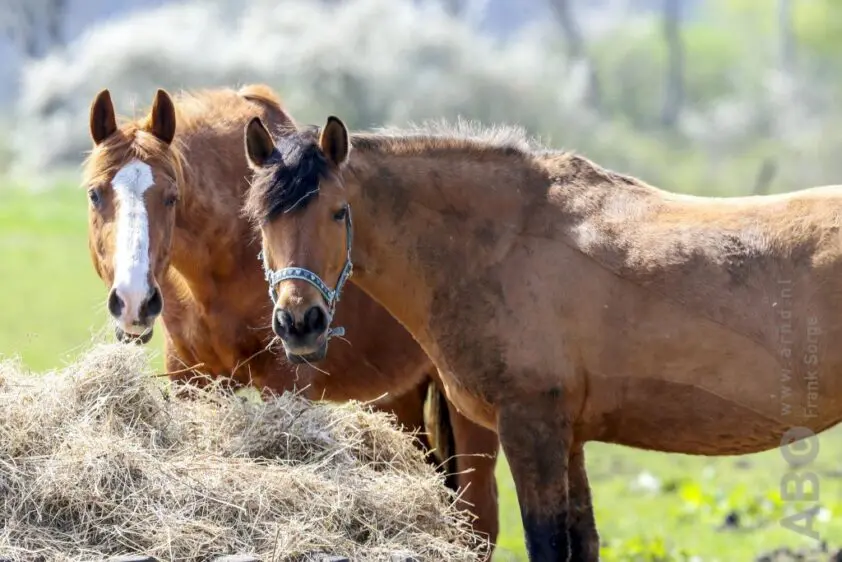 Help, mijn paard is te sloom. Wat kan ik doen qua voeding? featured image