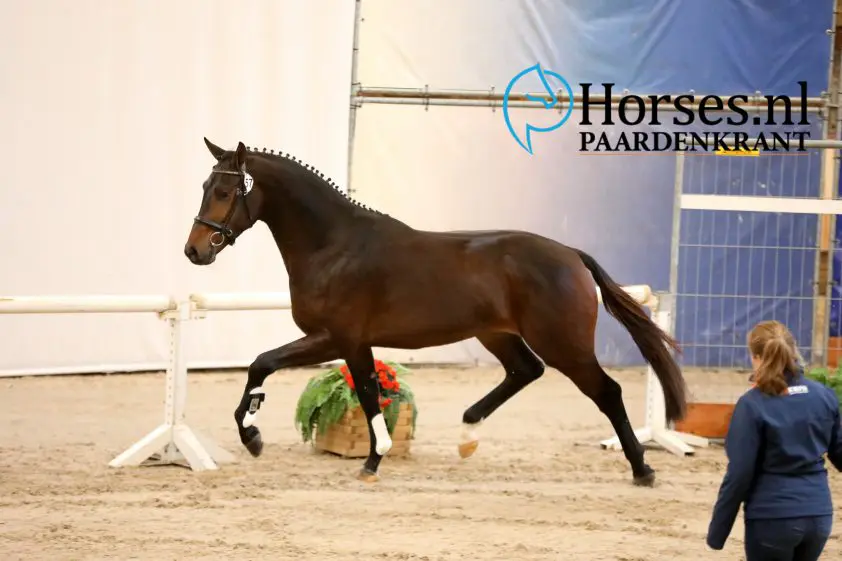 Blue Hors Livius is goedgekeurd voor Oldenburg Verband featured image