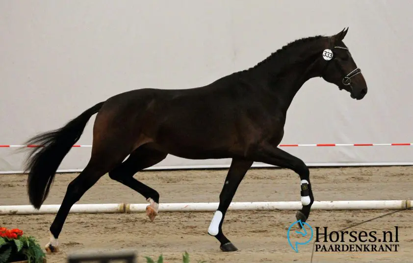 In Beeld: Eerste bezichtiging dressuurhengsten dag twee featured image