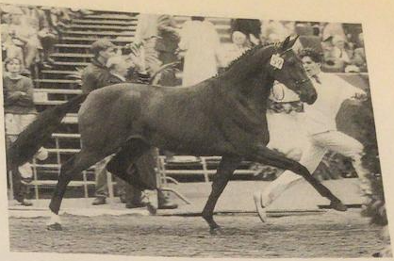 KWPN-vaandeldraagster Dolly overleden featured image