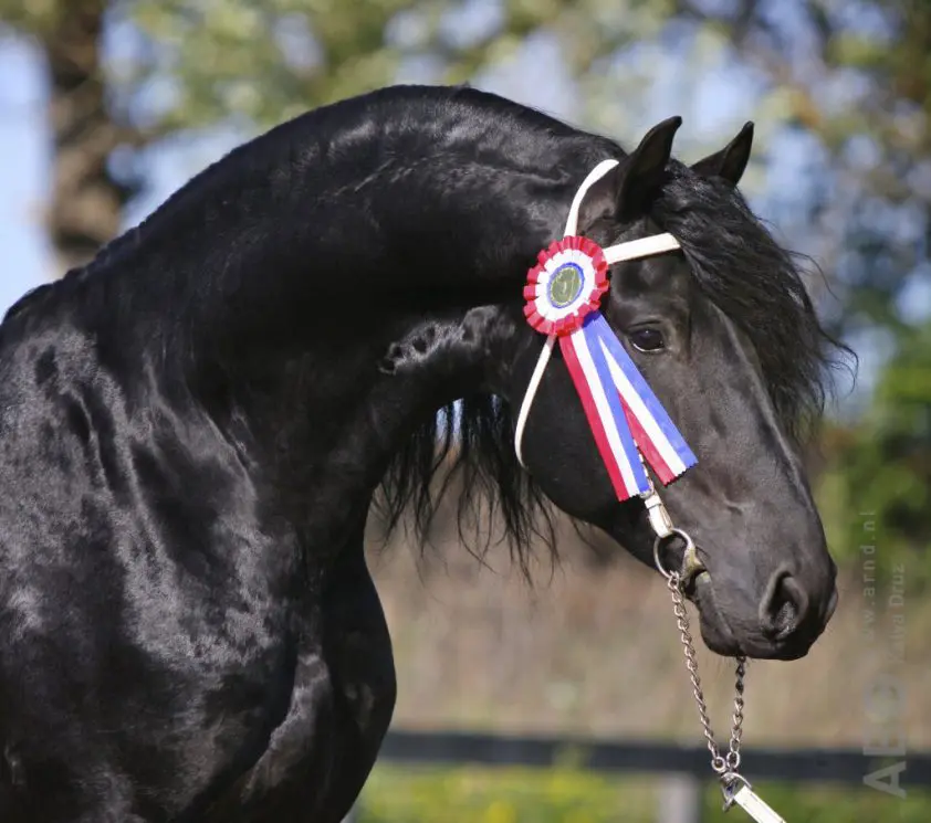 fries kfps keuring rozet