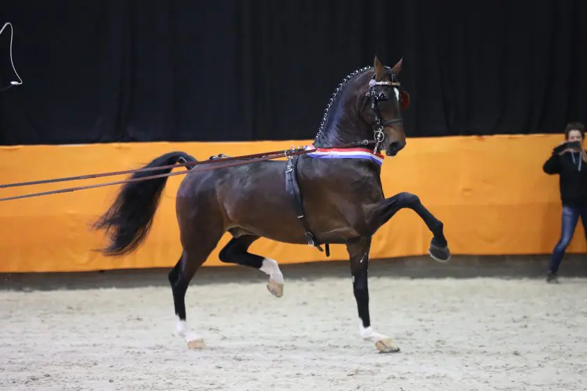Twee Cizandro-merries via nakeuring aangewezen voor Nationale Tuigpaardendag featured image